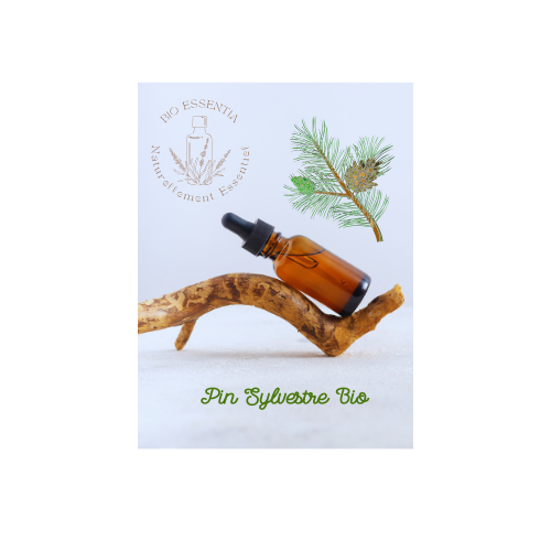 Organic Scots pine Essential Oil 