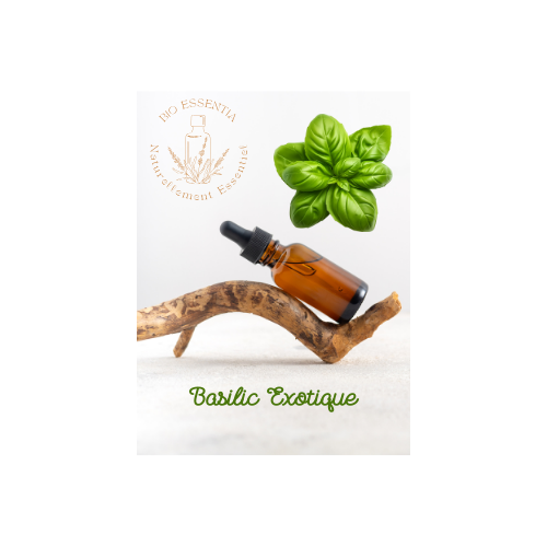 Organic Exotic basil Essential Oil