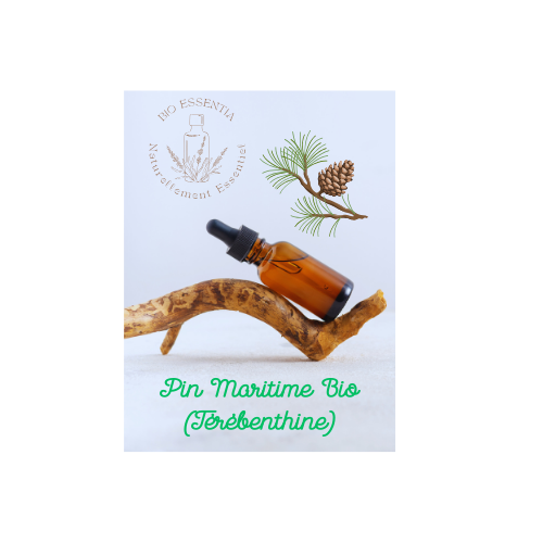 Organic Maritime pine Essential Oil   